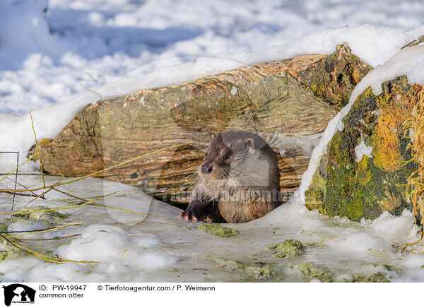 common otter / PW-19947