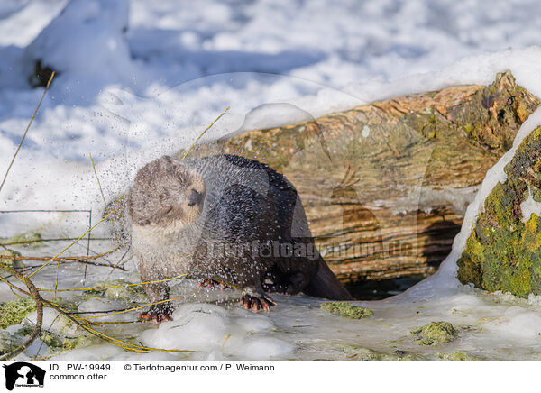 Fischotter / common otter / PW-19949