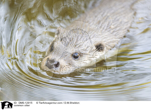 Fischotter / common otter / DMS-12915