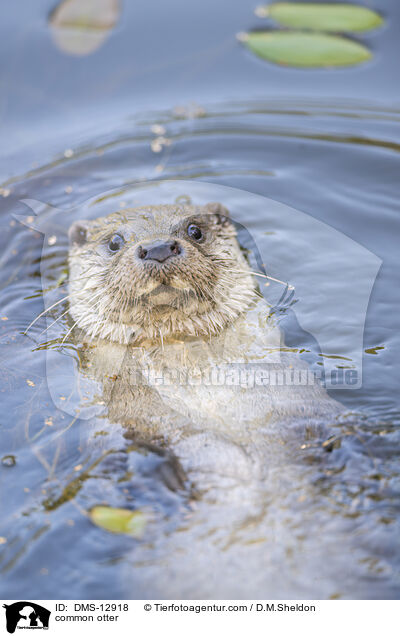 Fischotter / common otter / DMS-12918