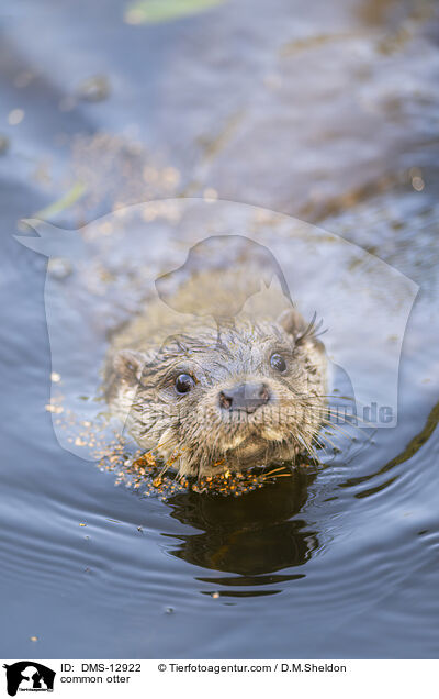 Fischotter / common otter / DMS-12922