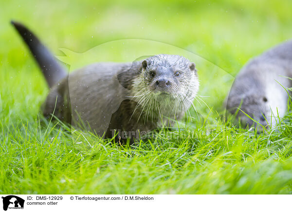 Fischotter / common otter / DMS-12929