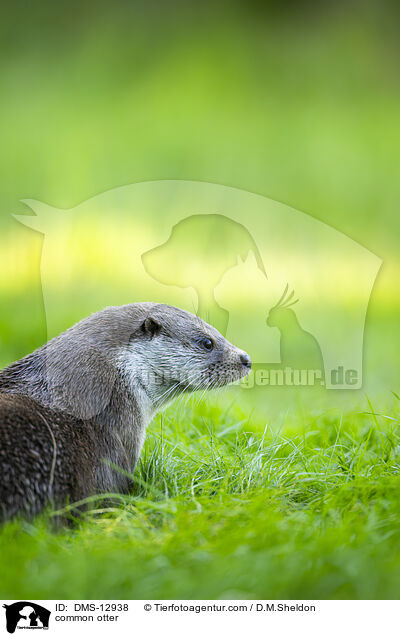 Fischotter / common otter / DMS-12938