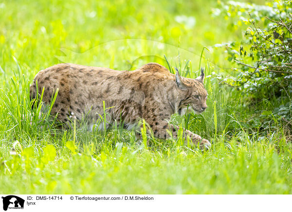 Luchs / lynx / DMS-14714