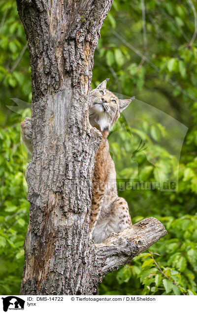 Luchs / lynx / DMS-14722