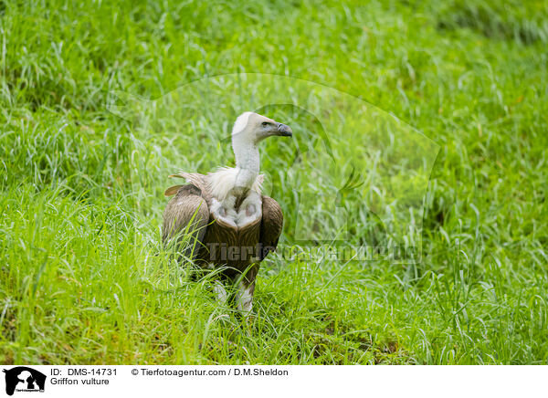 Gnsegeier / Griffon vulture / DMS-14731