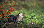 Otter