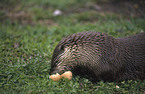 Otter