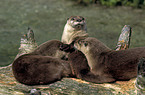 Otter