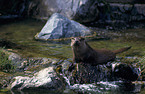 Otter