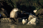 Otter