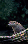 Otter