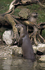 Otter