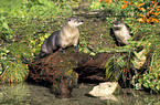 Otter