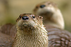 common otter Portrait