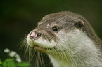 Common otter