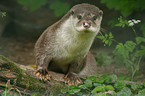 Common otter