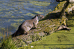otter