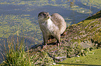otter