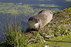 otter