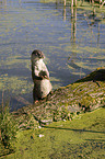 otter