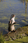 otter