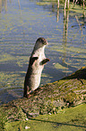otter