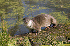 otter