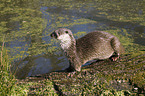 otter