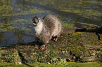 otter