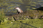 otter
