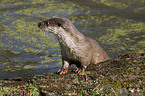 otter