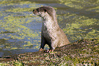otter