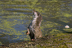 otter