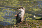 otter