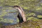 otter