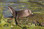 otter