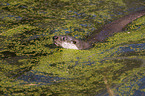 otter