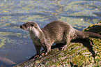 otter
