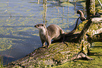 otter