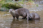 otter