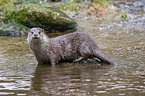 otter