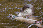 otter