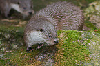 otter