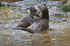 otter