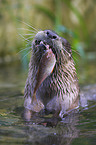 common otter