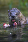 common otter