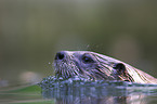 common otter