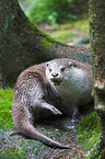 common otter