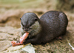 common otter